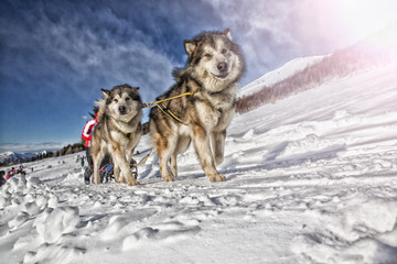Sled dog race on snow in winter