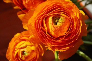 Orange ranunculus flower in bloom in the spring