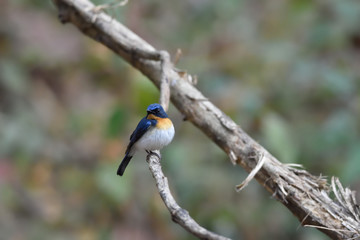 Flycatcher