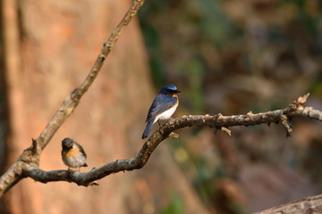 Flycatcher