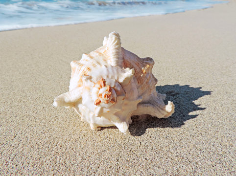 Conch shell at the beach, selective focus on the foreground with copy space. Sand and sea shell.  