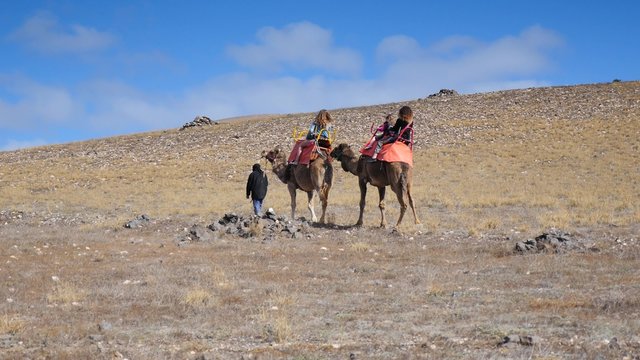 promenade à chameau  en famille