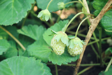 Fresh strawberries in the garden
