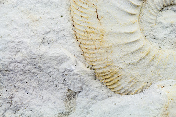 Ammonit in Muschelkalk