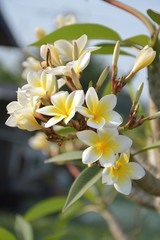 Fototapeta premium plumeria flower in nature garden