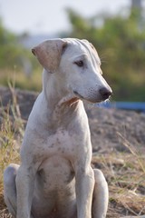close up white dog on the ground