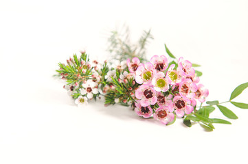 Beautiful blooming spring flowers isolated on white. Pink and White spring flowers background
