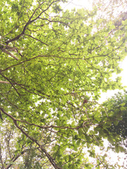 forest trees. nature green wood sunlight backgrounds. vintage fi