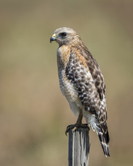 Red-shouldered Hawk Perched on Fence Post - Florida
