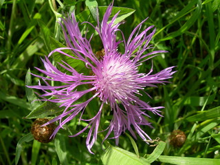 Flower of a cornflower meadow