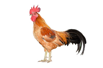 chicken bantam ,Rooster isolated on white background Die cutting