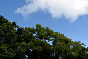 white Cloud Blue sky and Forest trees