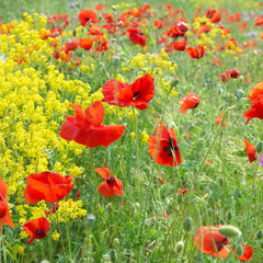 Field of poppies