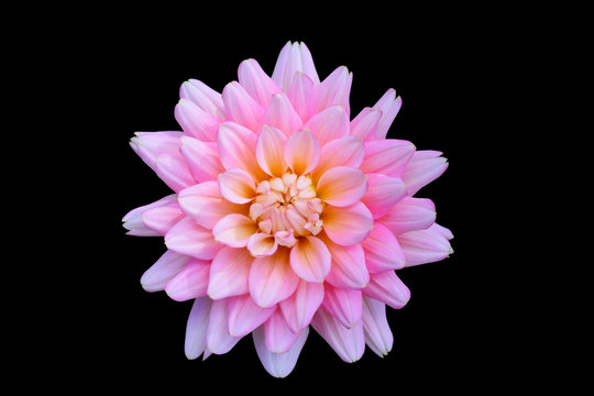 beautiful floral  pink Dahlia flower on black background