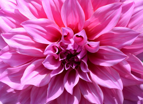 Close-up beautiful floral white and pink Dahlia flower abstract background