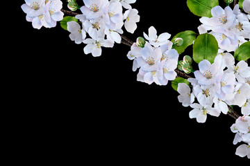 Fototapeta na wymiar White apple flowers branch