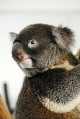 Koala in Queensland.