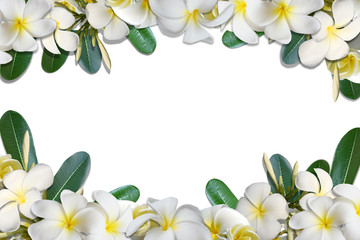 Frangipani-Blüten und Blattrahmen isolieren auf weißem Hintergrund