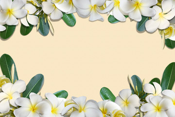 Naklejka na ściany i meble Frangipani flowers and leaf frame on old soft paper background