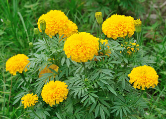 Marigold flower in the garden , Thailand