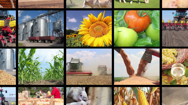 Agriculture - corn, soybean, irrigation, lettuce, sunflower, silo, wheat, tractor, apple, onion, cucumber, apricot, tomato, grape, wine, pig, goat, sheep, chicken, cow, fish