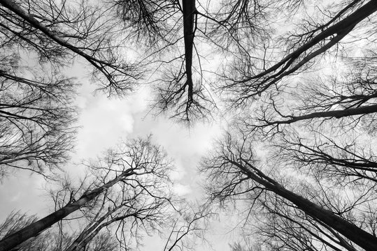 Fototapeta Trees reaching for the sky