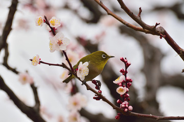 Japanese White Eye Bird on a Plum Blossom Tree