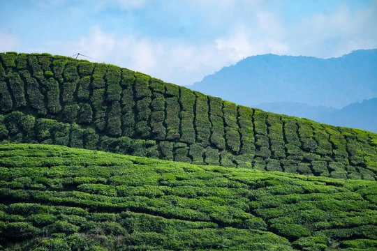 Hill from side in the Cameron Valley tea plantation in the Cameron Highlands, malaysia