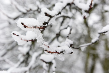 snow and ice on branches plums