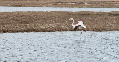 Flamand rose
