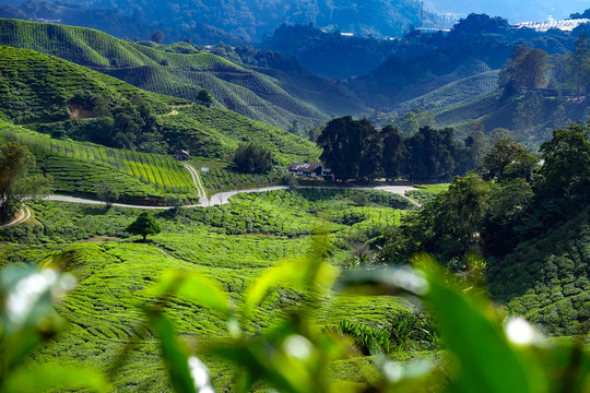 Road through the Cameron Valley tea plantation in the Cameron Highlands, Malaysia