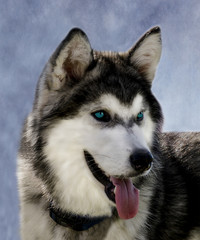 Husky. Originating from Eastern Siberia is a working or sled dog. The thick coat can help this beautiful dog withstand temperatures well below zero.