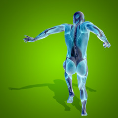 Obraz premium Conceptual 3D human man health anatomy on green
