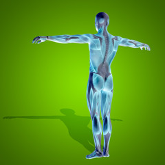 Obraz premium Conceptual 3D human man health anatomy on green
