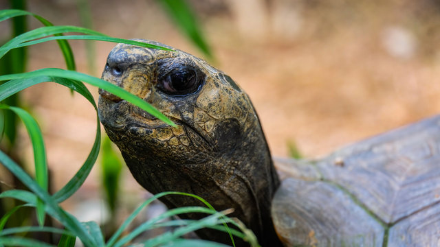 Medium size turtle closeup sitting watching his observer from side