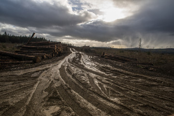 muddy truck tracks in a forest cutting area under a stormy dramatic sky.