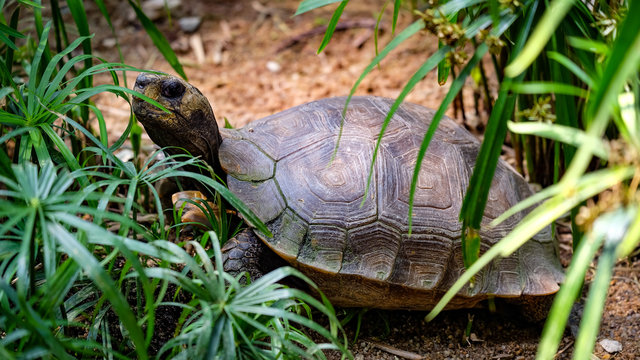 Medium size turtle sitting between plants watching his observer from side