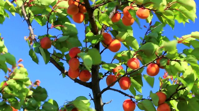 Branche d'abricotier portant les fruits