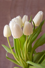 Obraz na płótnie Canvas White tulip bouquet isolated .