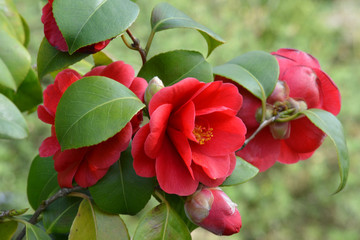 Camelia - Camellia japonica 