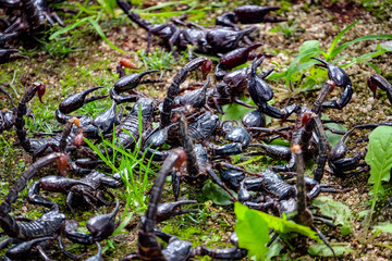 Many different scorpions on ground with sting