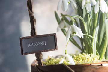 welcome hand lettering text and snowdrops