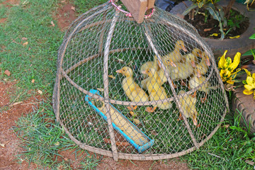 A group of small cute yellow ducks babies being captured in a coop with food provided © sasimoto