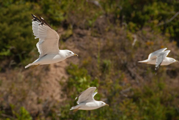 Flying Gull
