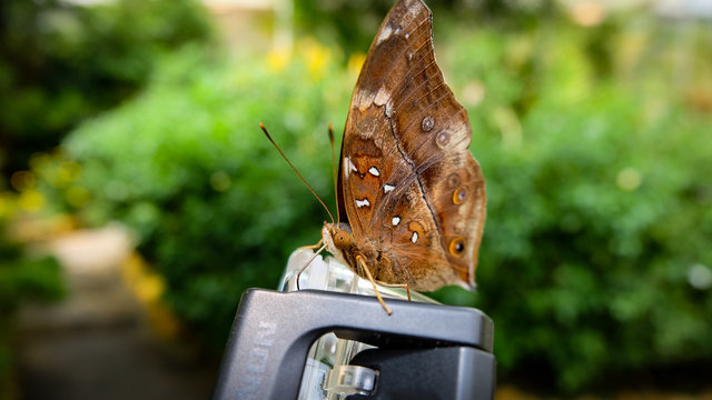 Brown butterfly sitting on an action camera case and using his bulb for exploring 