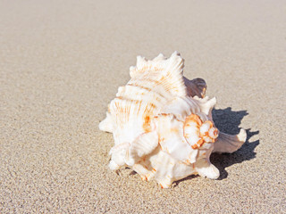 Fototapeta na wymiar Conch on the beach