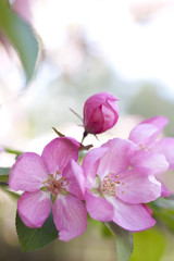 pink blossom background