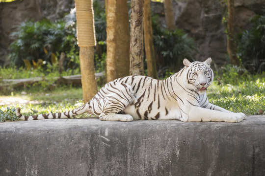 The white tiger