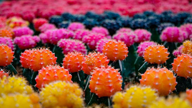 Cactus field with yellow, orange, pink, black and red little cactus plants