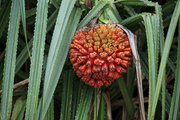 Hala fruit (Pandanus tectorius) © Tatiana Morozova